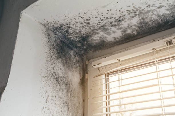 Affordable Basement Mold Remediation solutions in Harrisburg, NC
